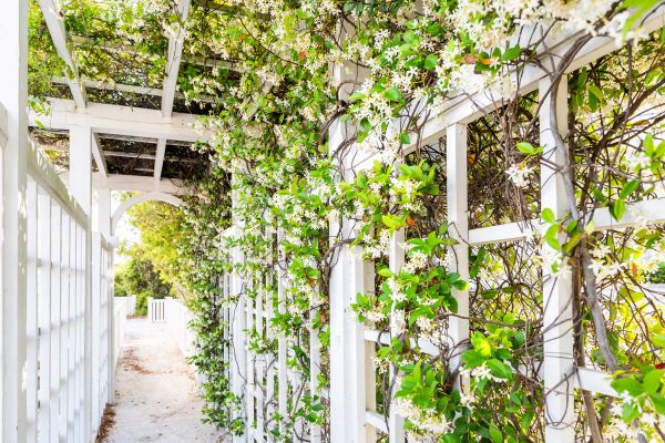 Cost of Trellis Repair in Paso Robles