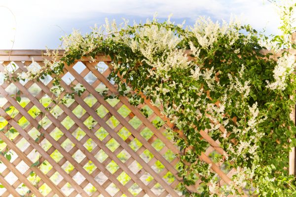 Cost of Lattice Repair in Paso Robles