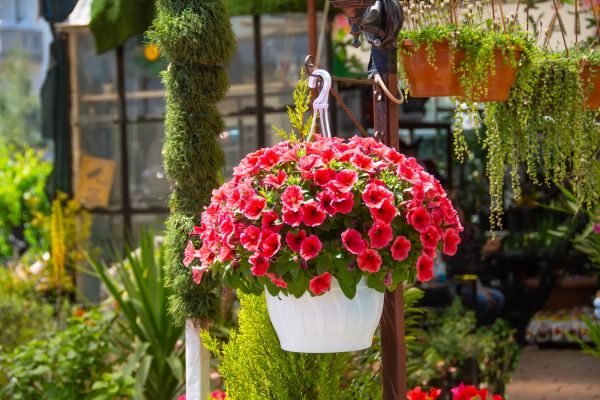 Cost of Hanging Planter Installation in Paso Robles