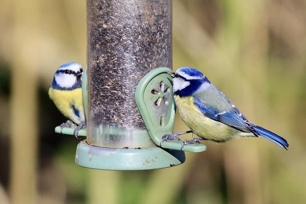 Bird Feeder Mounting Service in Paso Robles