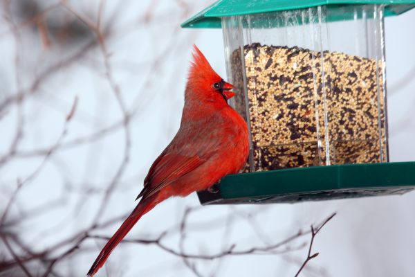 Cost of Bird Feeder Hanging in Paso Robles